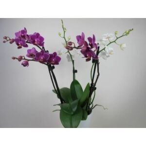 Phalaenopsis Confetti (3-4 virágszár)