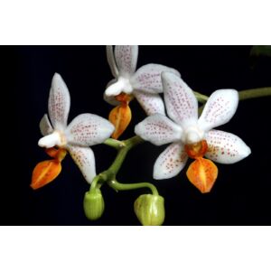 Phalaenopsis Minimark (2 virágszár)
