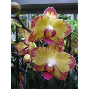 Phalaenopsis Papagayo