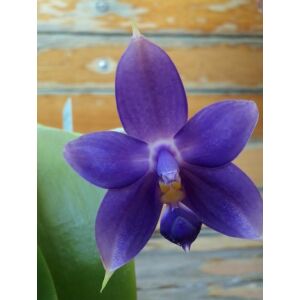 Phalaenopsis violacea Indigo Blue