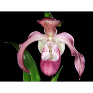 Phragm. Incan Treasure orchidea