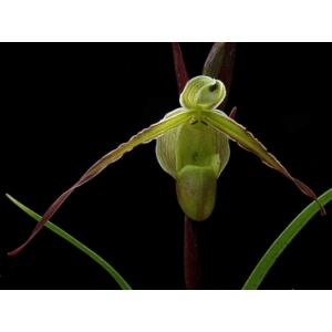 Phragmipedium longifolium papucs orchidea