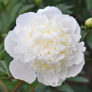 Bazsarózsa - DUCHESSE DE NEMOURS