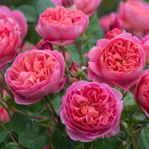 Boscobel - David Austin angol rózsa