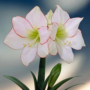 Amaryllis - PICOTEE