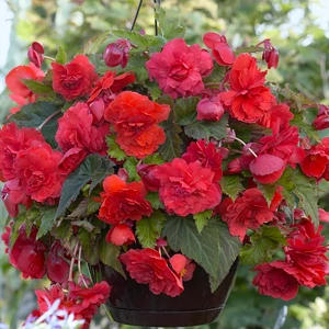 Begónia ODORATA RED GLORY