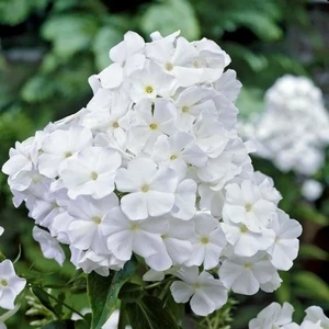 Bugás lángvirág (phlox) - FEHÉR