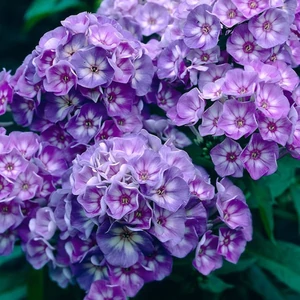 Bugás lángvirág (phlox) - LAURA