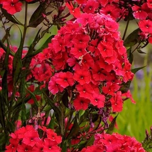 Bugás lángvirág (phlox) - PIROS