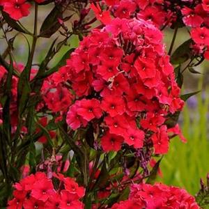 Bugás lángvirág (phlox) - PIROS