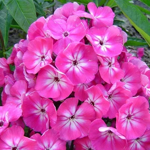 Bugás lángvirág (phlox) - RÓZSASZÍN
