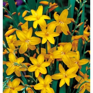 Crocosmia 'Sonate'