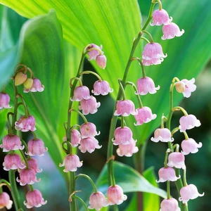 Gyöngyvirág (Convallaria majalis 'PINK', Mérgező!)