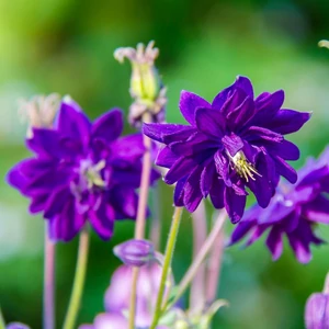 Harangláb (Aquilegia) - KÉK