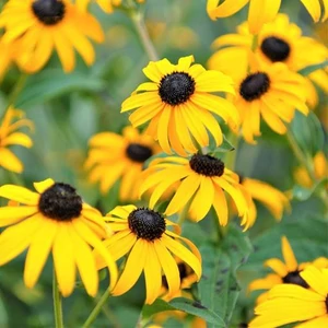 Kúpvirág (RUDBEKIA SPECIOSA)
