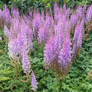 Kerti Tollbuga (Astilbe) - PUMILA (GY)