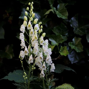 Sisakvirág (Aconitum napellus 'Album', Mérgező!)