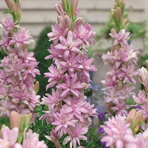 Tubarózsa -  PINK SAPPHIRE