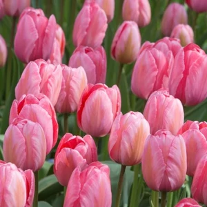 Tulipán - DESIGN IMPRESSION