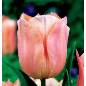 Tulipán - APRICOT BEAUTY