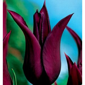 Tulipán - BURGUNDY