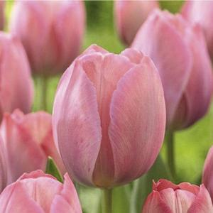 Tulipán - VAN EIJK