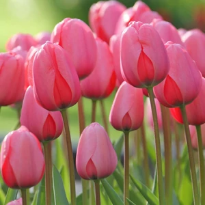 Darwin Tulipán - PINK IMPRESSION