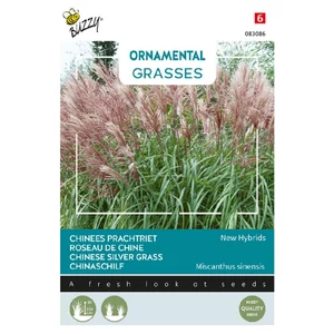 Buzzy® (Ornamental Grasses) Japánfű 'New Hybrids'