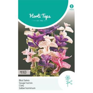 Egynyári tarkalevelű zsálya (Salvia horminum) Tricolor Mix