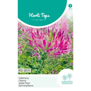 Kleopátra Tűje (Cleome) Rose Queen