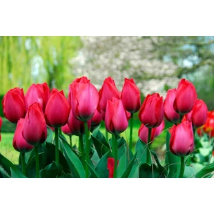 Meddig életképes és virágzó egy tulipánhagyma?