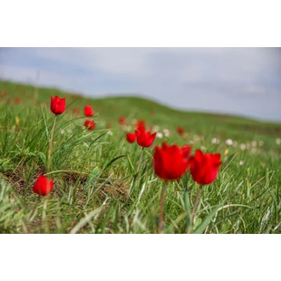 Tulipán ültetése és gondozása: tippek és tudnivalók