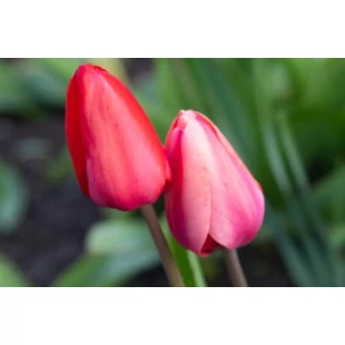 Melyek a leghosszabb ideig nyíló tulipán fajták?