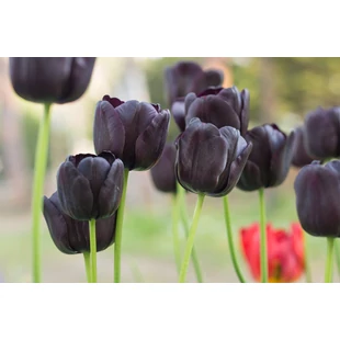 A legellenállóbb tulipán fajták – hosszú távú szépség a kertben