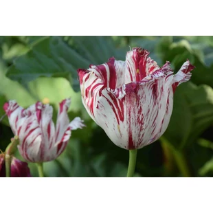 A tulipánok leggyakoribb betegségei és kártevői – megelőzés és kezelés