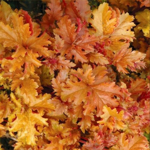 Tűzgyöngyvirág (Heuchera) - Amber Waves (K)