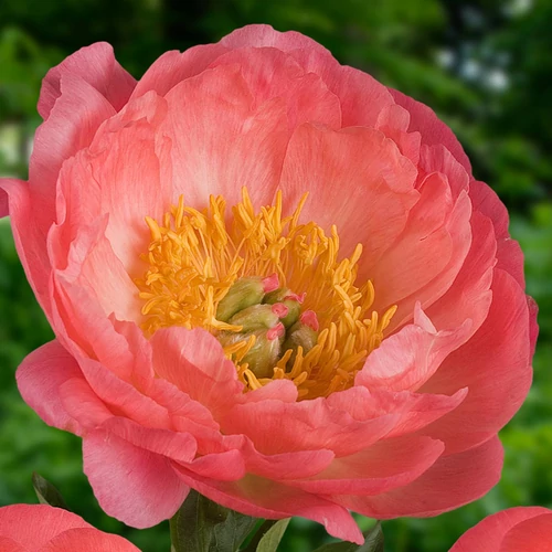 Bazsarózsa (paeonia) - Coral Sunset