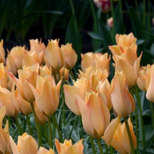 Botanikai Tulipán - BRONZE CHARM