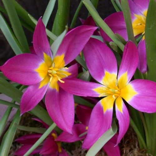 Botanikai Tulipán - EASTERN STAR