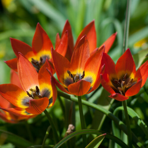Botanikai Tulipán - LITTLE PRINCESS
