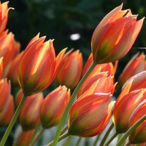 Botanikai Tulipán - ORPHANIDEA FLAVA