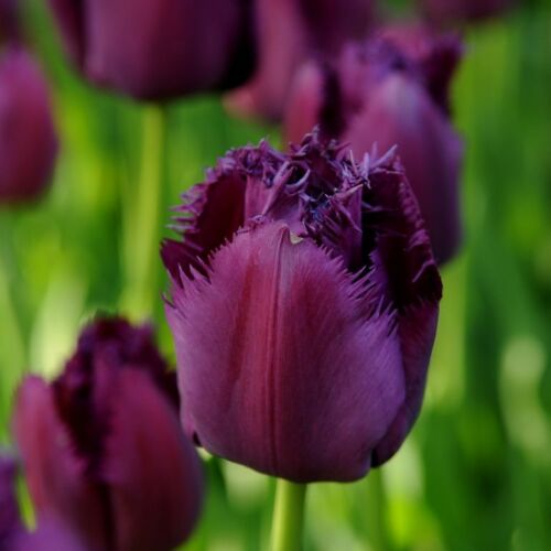 Rojtos szélű Tulipán - CURLY SUE