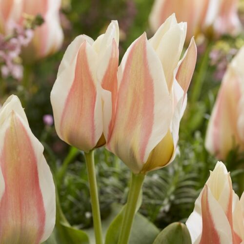 Sokvirágú Tulipán - SERANO