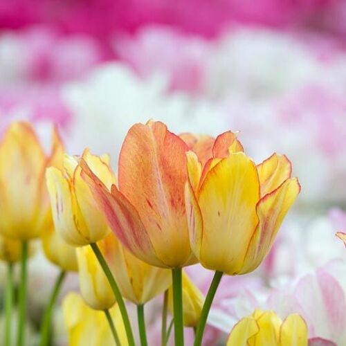 Sokvirágú Tulipán - SUNSHINE CLUB