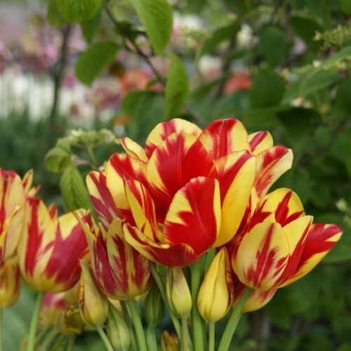 Sokvirágú Tulipán - WONDER CLUB