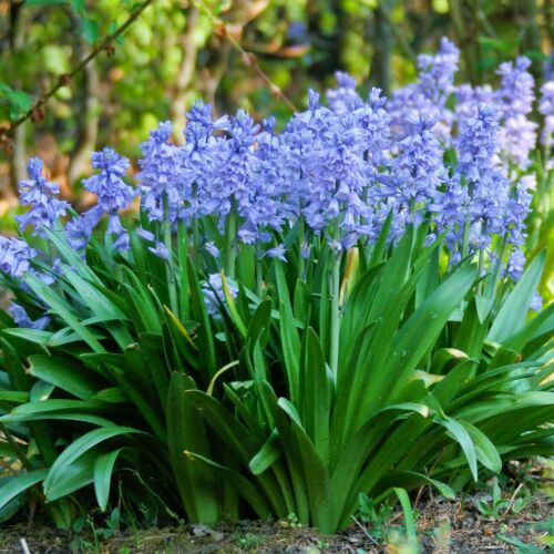 Spanyol kékcsengő (Hyacinthoides hispanica) - BLUE