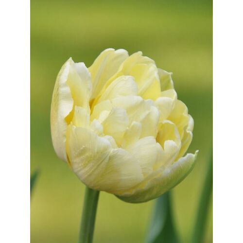 Teltvirágú Tulipán - VERONA