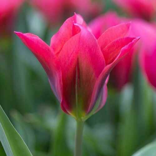 Viridiflora Tulipán - DOLL'S MINUET