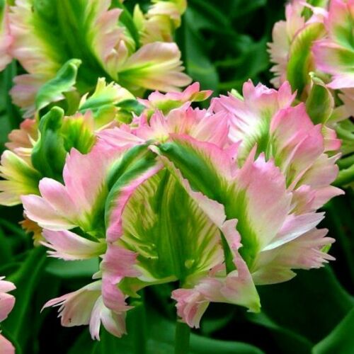 Viridiflora Tulipán - GREEN WAVE