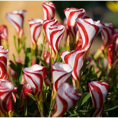 Madársóska (Oxalis) - VERSICOLOR